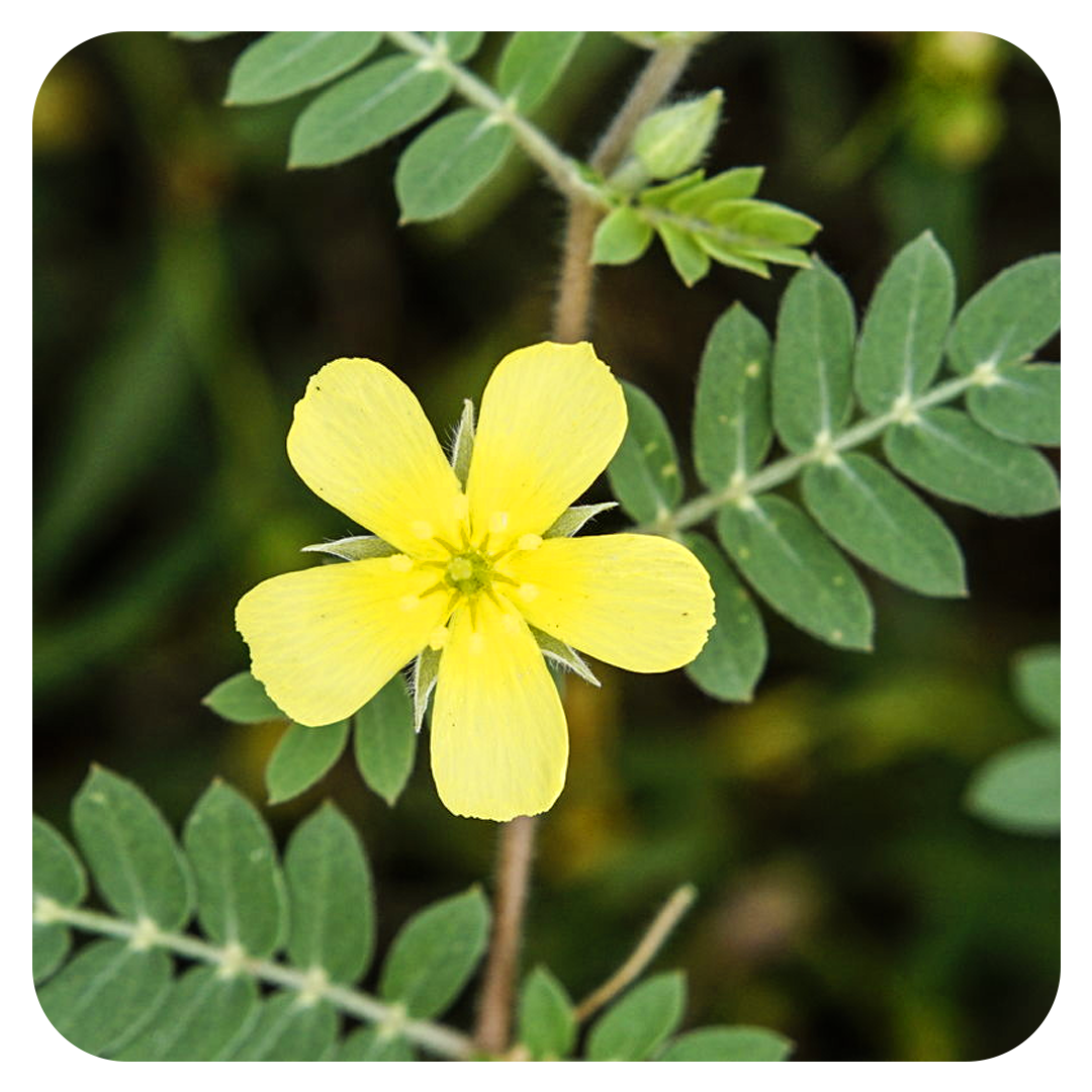TRIBULUS